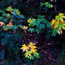 写真句：写真エッセイ：冬の葉３：御所苺