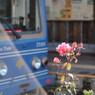 鉄と薔薇