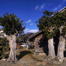 写真エッセイ：樹木門