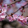 徐々に開花