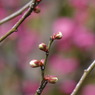 梅　蕾