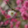梅