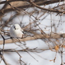 野鳥_Dec2023