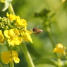 菜の花とミツバチその１