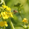 菜の花とミツバチその２