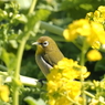 菜の花とメジロその１