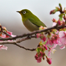 河津桜とメジロ