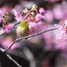 河津桜にメジロ