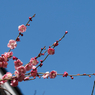 亀戸天神の梅の花その１
