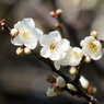 亀戸天神の梅の花その３