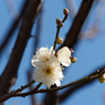 亀戸天神の梅の花その４