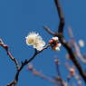 亀戸天神の梅の花その５