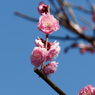 亀戸天神の梅の花その６