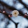 亀戸天神の梅の花その７