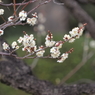 浜離宮恩賜公園の梅の花その１