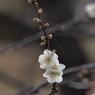 浜離宮恩賜公園の梅の花その２