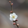 浜離宮恩賜公園の梅の花その３