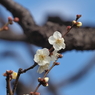 浜離宮恩賜公園の梅の花その４