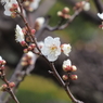 浜離宮恩賜公園の梅の花その５