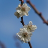 浜離宮恩賜公園の梅の花その６