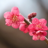 浜離宮恩賜公園の梅の花その７