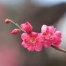 浜離宮恩賜公園の梅の花その８