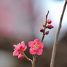 浜離宮恩賜公園の梅の花その９