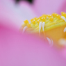 5～6月　蓮の花　鮮やかなピンク色