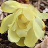 落ちてる方が美しかったり