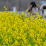 小湊鉄道菜の花1