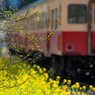 小湊鉄道菜の花4