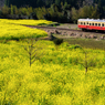 小湊鉄道菜の花6