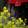 小湊鉄道菜の花7