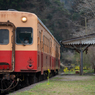 小湊鉄道菜の花8