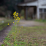 小湊鉄道菜の花9