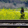 小湊鉄道菜の花10