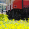 小湊鉄道菜の花11