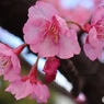 もう咲いてた