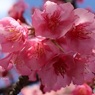 密かに紅白