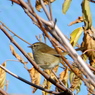 野鳥観察日記　ムジセッカ