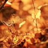 秋　　〜夕暮れ時の林で〜