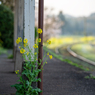 小湊鉄道菜の花12