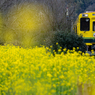 いすみ鉄道菜の花7