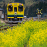 いすみ鉄道菜の花8