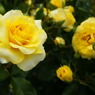 DSC02010