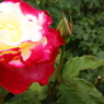 DSC02009