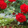 DSC02011
