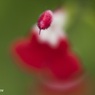 チェリーセージの花