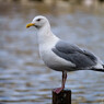 その鳥、凶暴そうにつき