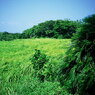 島の草原